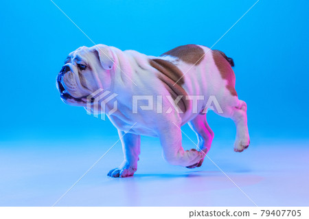 Portrait of purebred dog, english bulldog posing isolated over studio background in neon blue light. Concept of motion, action, pets love, animal life. 79407705