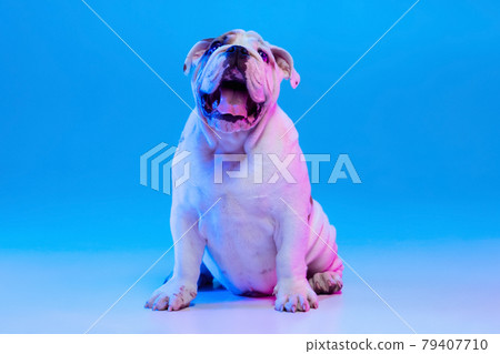 Portrait of purebred dog, english bulldog posing isolated over studio background in neon blue light. Concept of motion, action, pets love, animal life. Portrait of purebred dog, english bulldog posing isolated over studio background in neon blue light. Concept of motion, action, pets love, animal life. 79407710