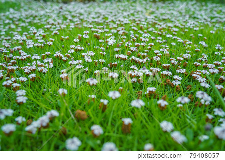 Green landscape turf and Himeiwadareso 79408057