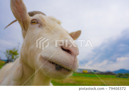 羊臉你好 79408372