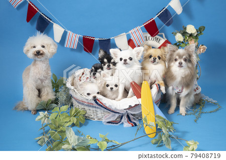 狗設置 7 吉娃娃和玩具貴賓犬(夏季圖像) 狗設置 7 吉娃娃和玩具貴賓犬(夏季圖像) 79408719