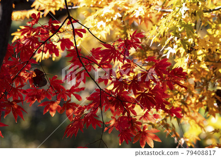 秋天的紅楓樹 秋天的紅楓樹 79408817