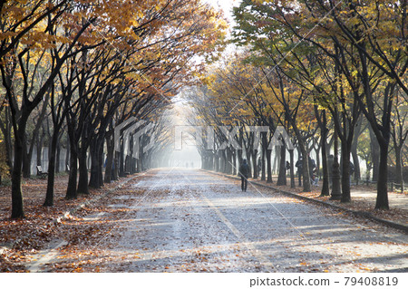 綠樹成蔭的道路與秋天的落葉 綠樹成蔭的道路與秋天的落葉 79408819