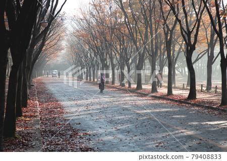A tree-lined street with autumn leaves 79408833