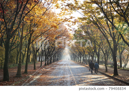 A tree-lined street with autumn leaves 79408834