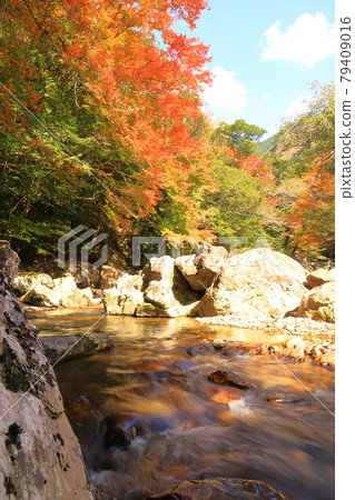 Autumn leaves in Kuroson Gorge 79409016