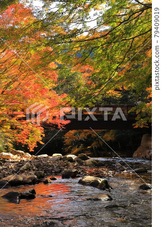 Autumn leaves in the valley Autumn leaves in the valley 79409019