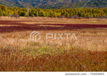 Oku-Nikko, autumn leaves of Senjogahara Oku-Nikko, autumn leaves of Senjogahara 79409065