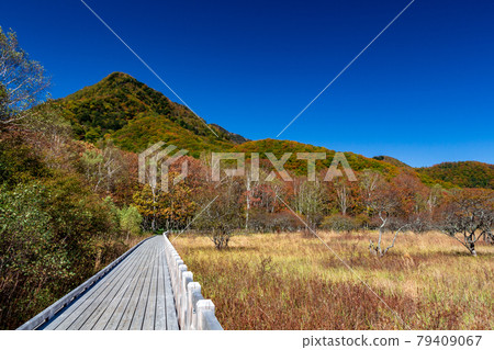 Oku-Nikko, hunting for autumn leaves while walking along the wooden path of Senjogahara Oku-Nikko, hunting for autumn leaves while walking along the wooden path of Senjogahara 79409067