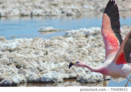 The moment a beautiful flamingo takes off The moment a beautiful flamingo takes off 79409631