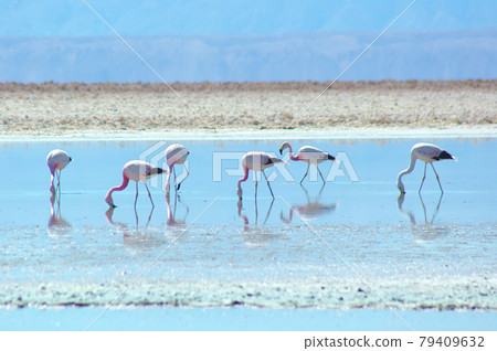 一群美麗的火烈鳥在阿塔卡馬鹽湖 79409632