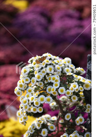 A butterfly sitting on a white chrysanthemum A butterfly sitting on a white chrysanthemum 79409651