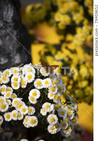A butterfly sitting on a white chrysanthemum 79409652