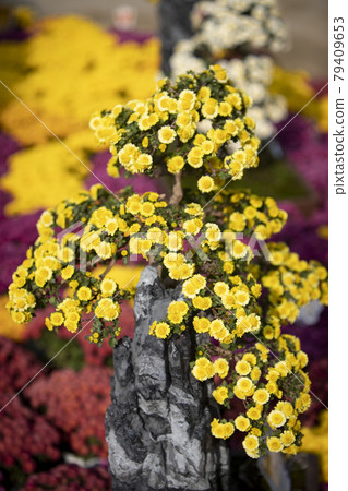 Autumn chrysanthemum 79409653