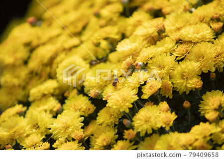 黃色的菊花 79409658