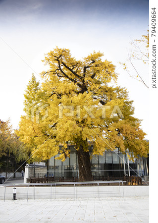 Ginkgo tree with yellow leaves Ginkgo tree with yellow leaves 79409664