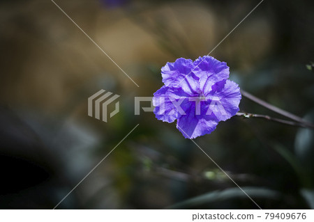 Purple flower buds sparkling in the sunlight Purple flower buds sparkling in the sunlight 79409676