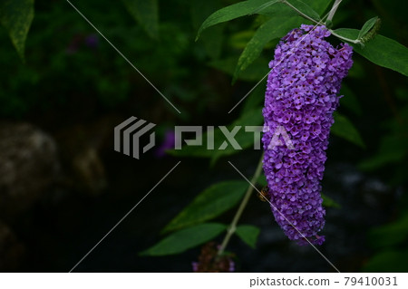 Butterfly flowers and early summer 79410031