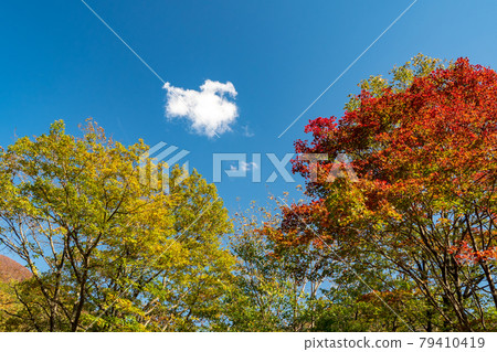 谷川山的秋葉 谷川山的秋葉 79410419