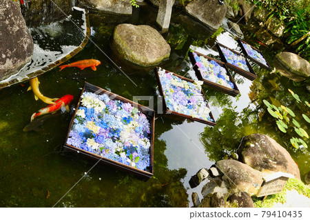 Beautiful hydrangea and Nishikigoi floating in the pond of Hase-dera Temple in Kamakura Beautiful hydrangea and Nishikigoi floating in the pond of Hase-dera Temple in Kamakura 79410435