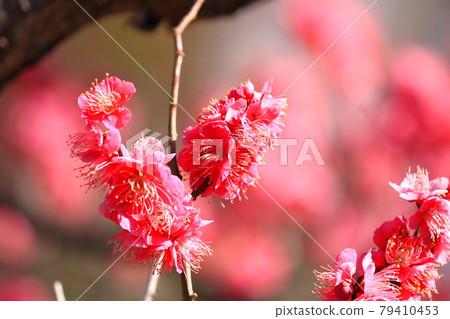 梅園深紅梅花 79410453
