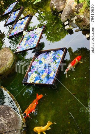 Beautiful hydrangea floating in the pond of Hase-dera Temple in Kamakura Beautiful hydrangea floating in the pond of Hase-dera Temple in Kamakura 79410630