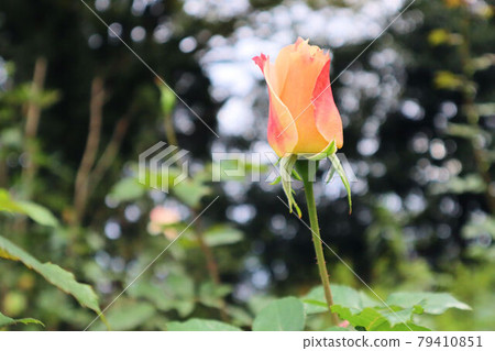 粉紅玫瑰花蕾 79410851