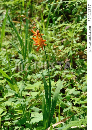 Montbretia montbretia flower Montbretia montbretia flower 79411227