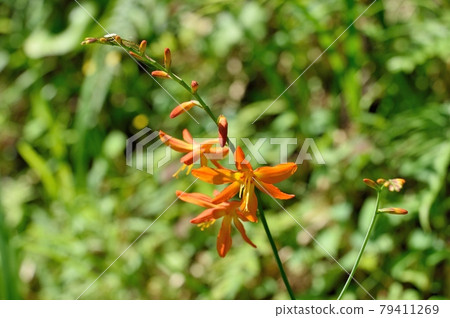 Montbretia montbretia flower Montbretia montbretia flower 79411269