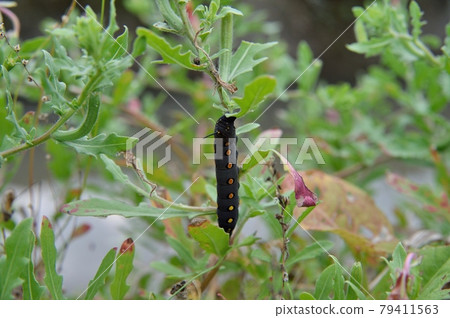 Caterpillar larva Caterpillar larva 79411563