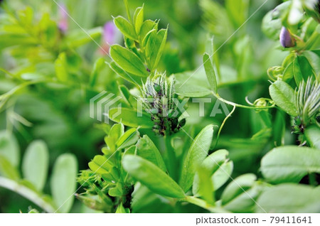 Fava bean goby aphids Fava bean goby aphids 79411641