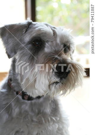 狗。寵物。迷你雪納瑞。 79411887