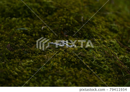 Engagement ring placed in moss Engagement ring placed in moss 79411934