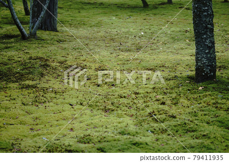Mossy garden at Nanzenji Temple in Kyoto Mossy garden at Nanzenji Temple in Kyoto 79411935