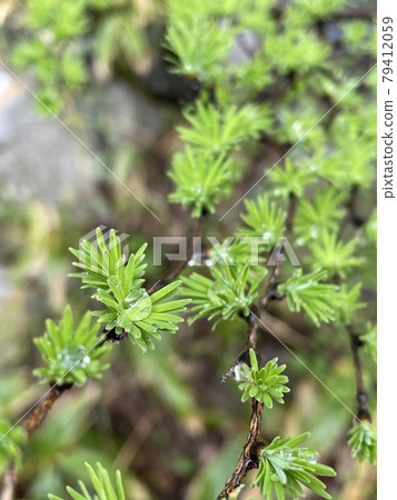 落葉松寶寶和水球 落葉松寶寶和水球 79412059