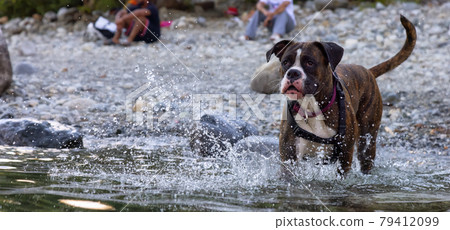 Playful and Funny Boxer Dog swimming in the water 79412099