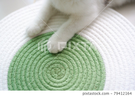 scottish straight kitten relax and play with soft focus background scottish straight kitten relax and play with soft focus background 79412164