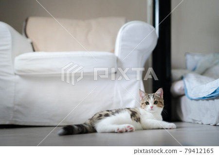 scottish straight kitten relax and play with soft focus background scottish straight kitten relax and play with soft focus background 79412165