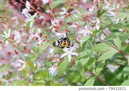 Bowman's root sucking nectar Bowman's root sucking nectar 79412611