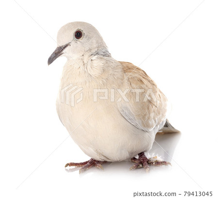 African collared dove 79413045