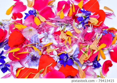 Flower petals of different colors and shapes lie on a white table Flower petals of different colors and shapes lie on a white table 79413415