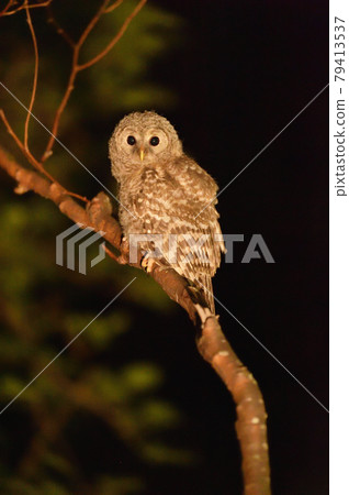 Young Ezo Owl I met at night (Hokkaido) Young Ezo Owl I met at night (Hokkaido) 79413537