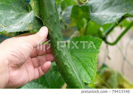 A man who grows and harvests cucumbers (June) Home garden 79413546