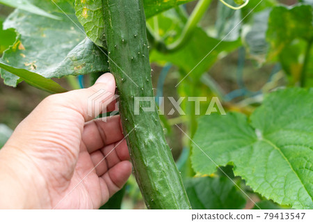 A man who grows and harvests cucumbers (June) Home garden 79413547