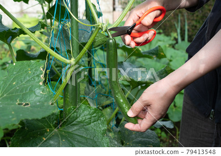 A woman who grows cucumbers and harvests them with scissors (June) Home garden 79413548