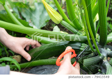 A woman who grows summer vegetables zucchini and harvests them with scissors (June) Home garden 79413549