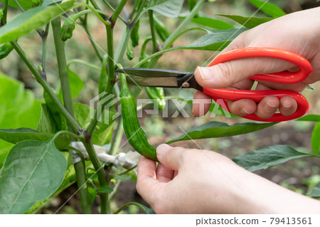 用剪刀種植shishito和收穫的女人（六月）家庭花園 79413561