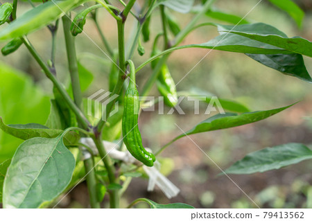 Shishito辣椒的栽培（六月）家庭花園 79413562