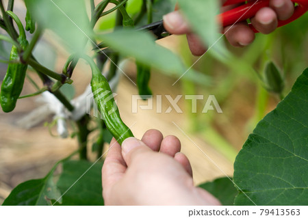 A woman who grows shishito and harvests with scissors (June) Home garden A woman who grows shishito and harvests with scissors (June) Home garden 79413563