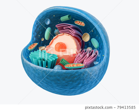 3d rendering of animal cell with organelles  79413585